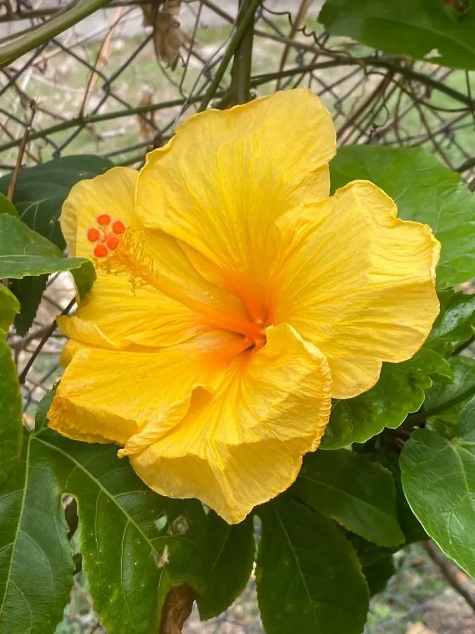 Love Guadeloupe Sainte-Anne  0*, Sainte-Anne (Grande-Terre) Guadalupa